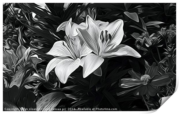 Painted Lily Print by jim scotland fine art