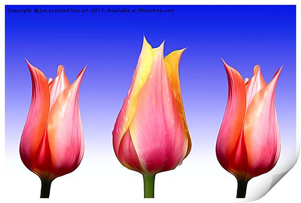 Trio of Tulips Print by jim scotland fine art