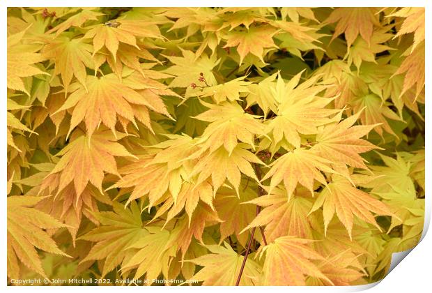 Yellow Japanese Maple leaves Print by John Mitchell