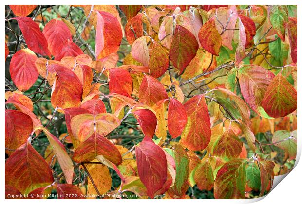 Autumn Dogwood Leaves Print by John Mitchell