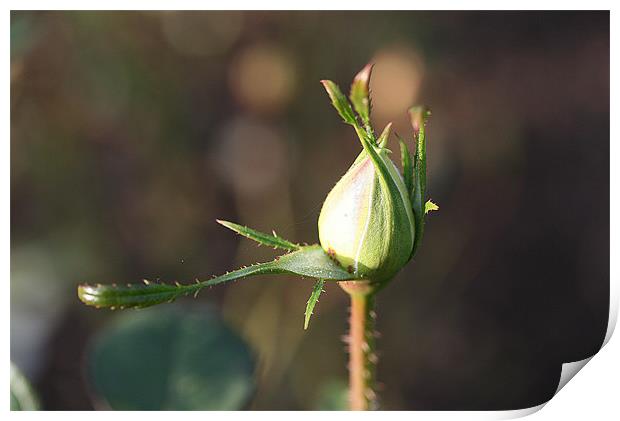 Rose bud Print by Ruth Hallam