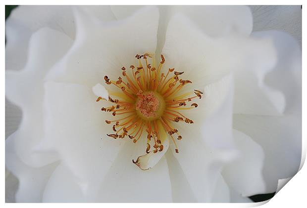White rose Print by Ruth Hallam