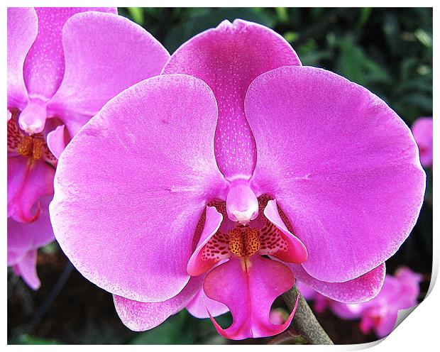 Pink orchid Print by Ruth Hallam