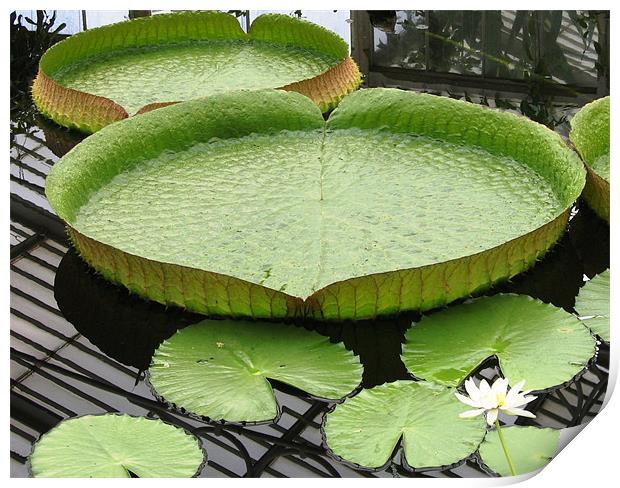 Giant lily pad Print by Ruth Hallam