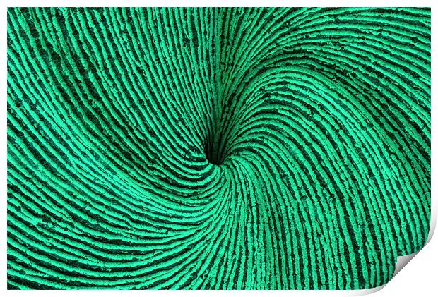 Green spiral Print by Ruth Hallam