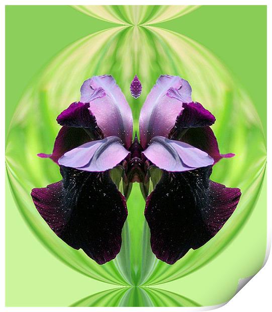 Abstract Iris flower Print by Ruth Hallam