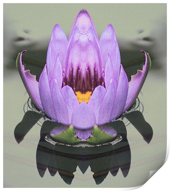 Lily reflection Print by Ruth Hallam