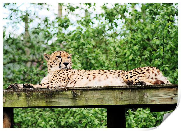 Cheetah 7 Print by Ruth Hallam
