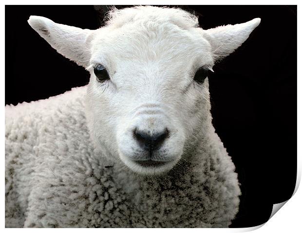 Sheep 2 Print by Ruth Hallam