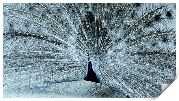 Peacock blue Print by Ruth Hallam