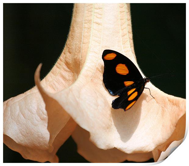 Orange spot butterfly Print by Ruth Hallam