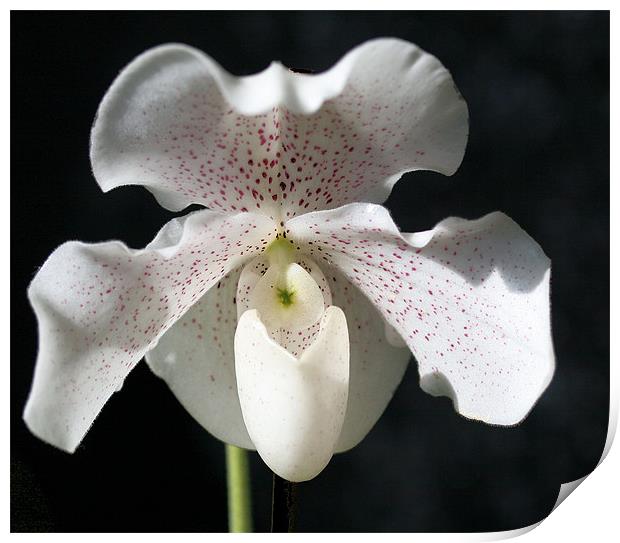 White orchid 3 Print by Ruth Hallam