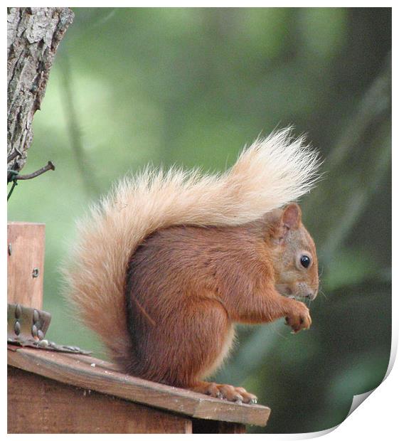 Red squirrel Print by Ruth Hallam