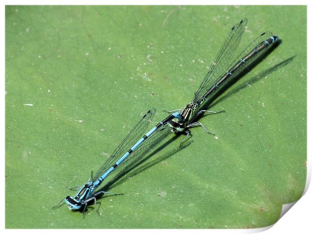 Azure Damselfly 3 Print by Ruth Hallam