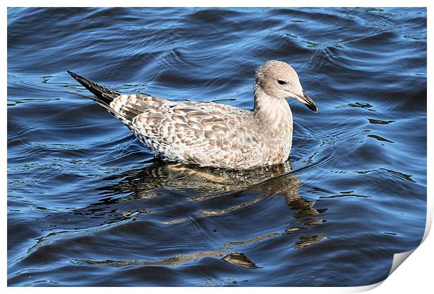 California gull 3 Print by Ruth Hallam