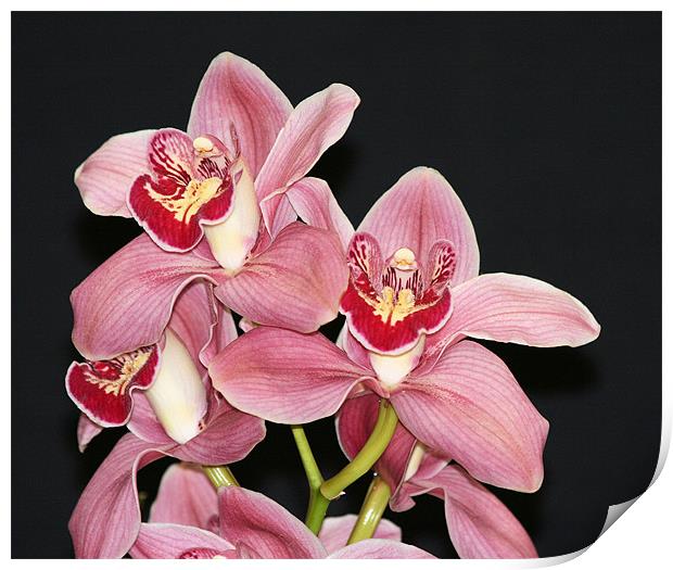 Pink Cymbidium orchid 3 Print by Ruth Hallam