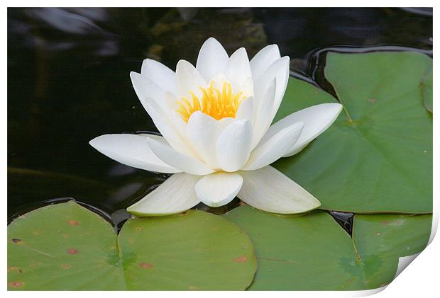 White water lily Print by Ruth Hallam