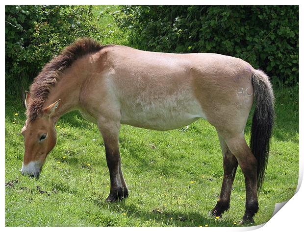 Przewalski Horse Print by Ruth Hallam