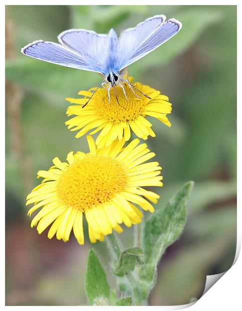 Common Blue Butterfly 3 Print by Ruth Hallam