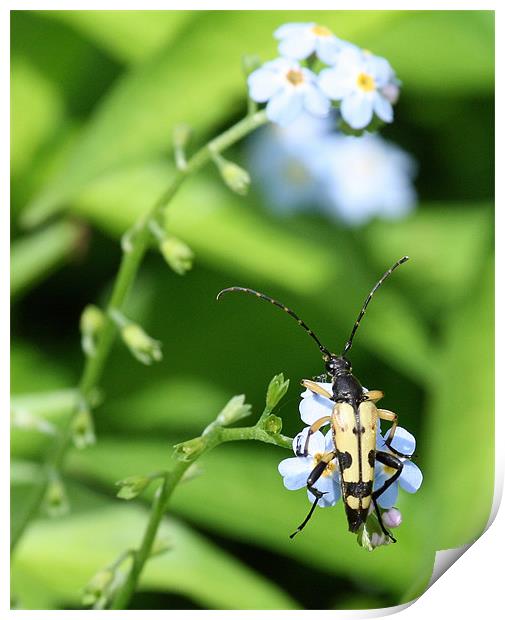 Spotted Longhorn Beetle Print by Ruth Hallam