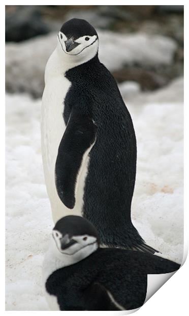 Chinstrap penguins Print by Ruth Hallam