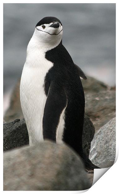 Chinstrap penguin Print by Ruth Hallam