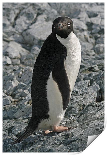 Adelie Penguin 4 Print by Ruth Hallam