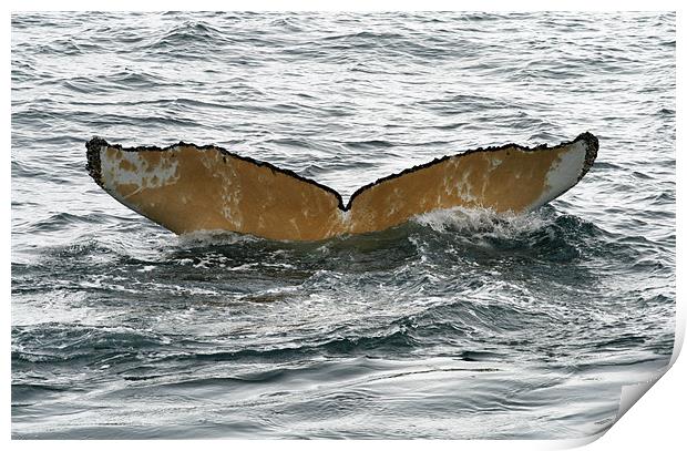 Humpback whale tail Print by Ruth Hallam