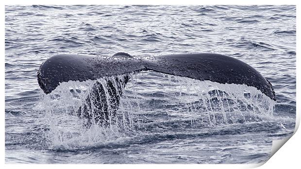 Humpback whale tail 2 Print by Ruth Hallam