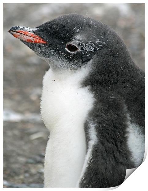 Gentoo penguin chick 10 Print by Ruth Hallam
