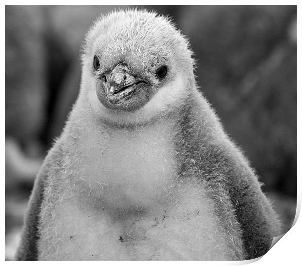 Chinstrap penguin chick 28 Print by Ruth Hallam