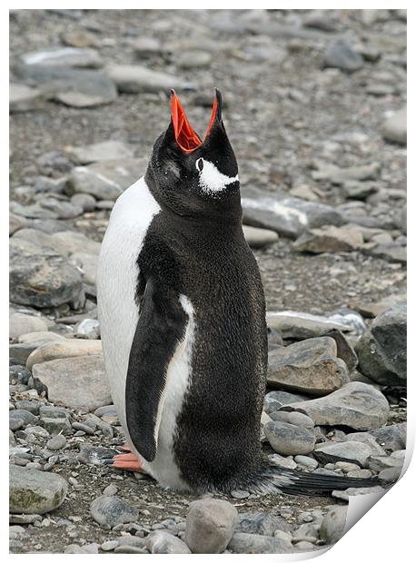 Gentoo penguin 18 Print by Ruth Hallam