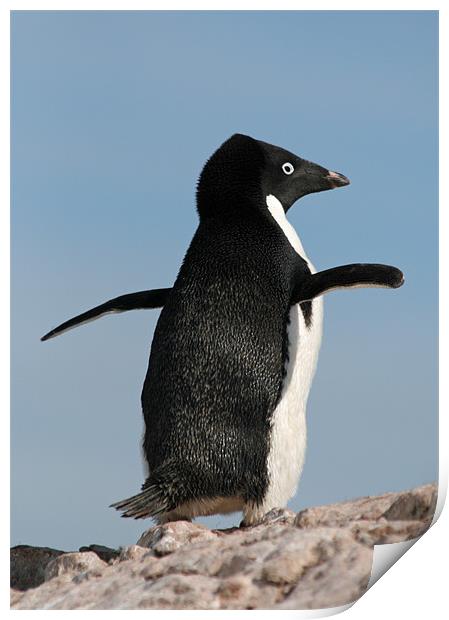 Adelie Penguin 27 Print by Ruth Hallam