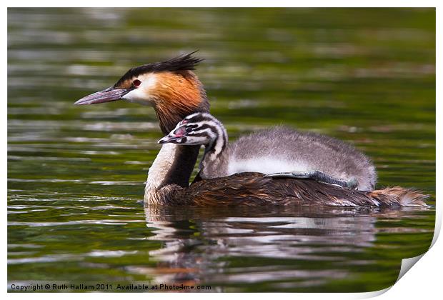 Great Crested Grebe Print by Ruth Hallam