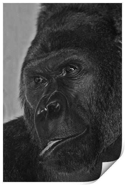 Silverback Gorilla Print by Paul Hutchings 