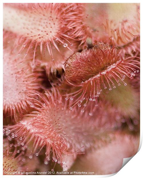Drosera Sundew Carnivorous Plant Print by Jacqueline Love
