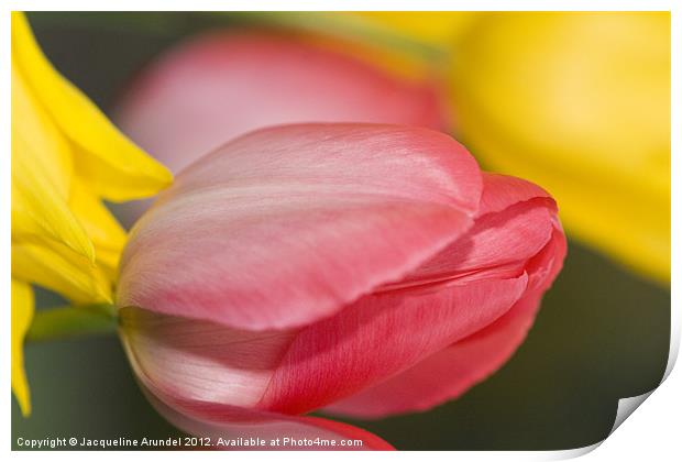 Pink Tulip Flower Print by Jacqueline Love