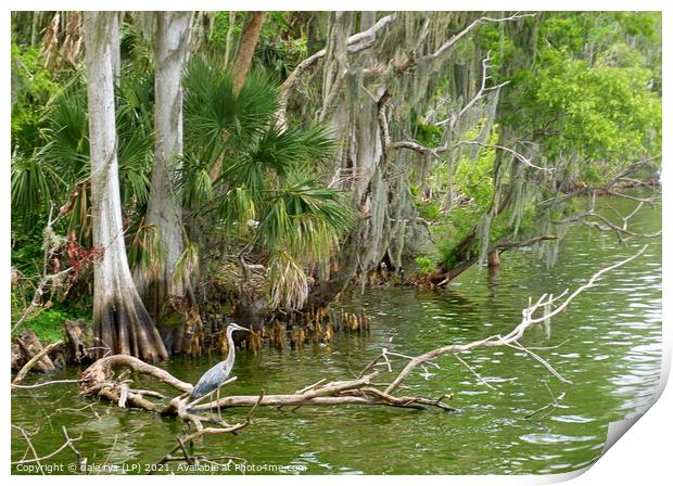 DOWN IN THE SWAMP Print by dale rys (LP)