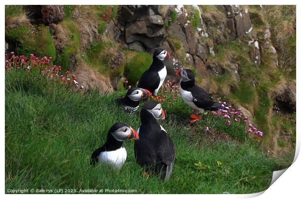 PUFFINS Print by dale rys (LP)