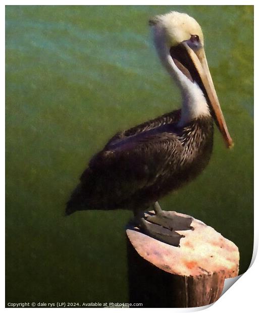 pelican pose Print by dale rys (LP)