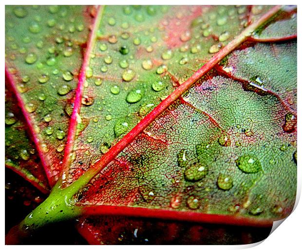 leaf close up Print by dale rys (LP)