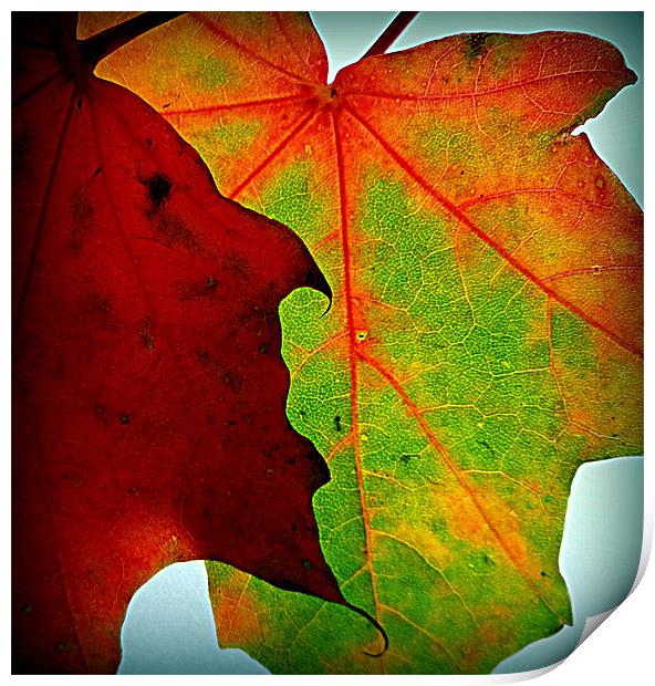 fall leaves upclose Print by dale rys (LP)