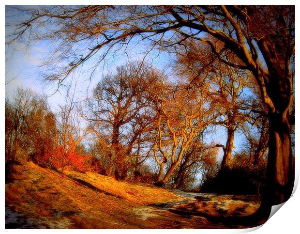 winter woods Print by dale rys (LP)