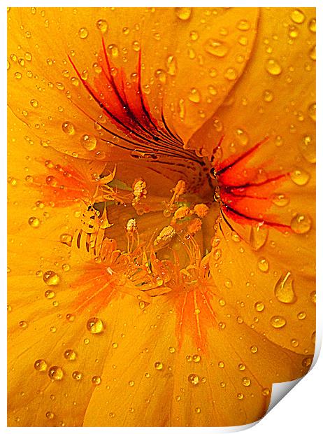 droplets of nature Print by dale rys (LP)