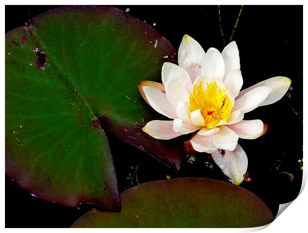 water lily Print by dale rys (LP)