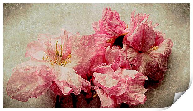  blossom closeup Print by dale rys (LP)