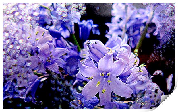  bluebells in the rain  Print by dale rys (LP)