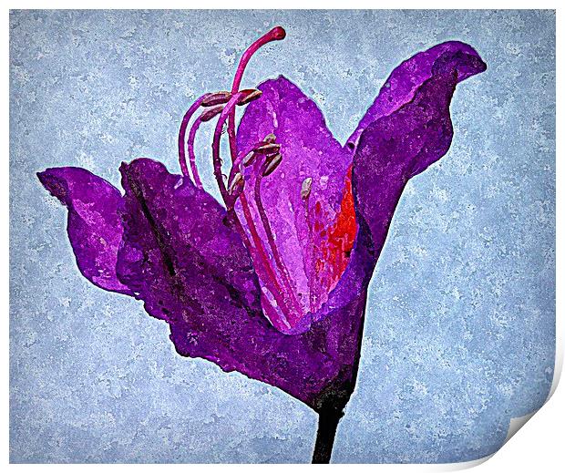  purple flora Print by dale rys (LP)