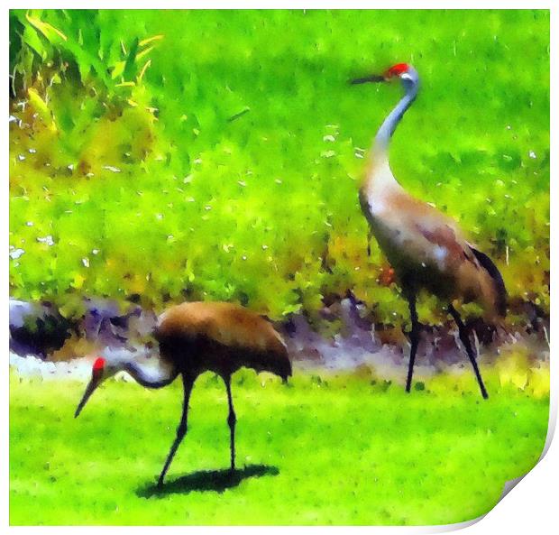 sandhill cranes Print by dale rys (LP)