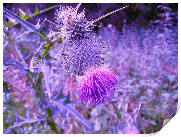 Abstract Thistle Print by Donna Townsend